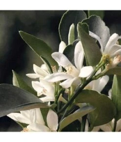 Chloé Chloé Signature Naturelle Eau De Parfum -Promotion Parfum Boutique 3614228842839 visual