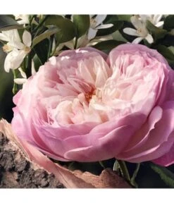 Chloé Chloé Signature Naturelle Eau De Parfum -Promotion Parfum Boutique 3614228842839 visual3