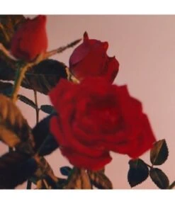 JIL SANDER Sunset Intense Eau De Parfum -Promotion Parfum Boutique 3616304493454 visual3