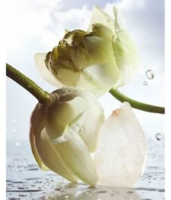 BVLGARI Man Rain Essence Eau De Parfum -Promotion Parfum Boutique bvlgari man rain essence eau de parfum 100 ml 0783320419461 visual3