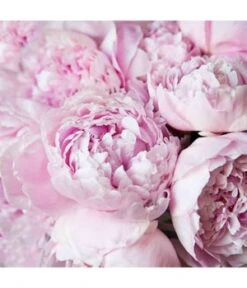 Calvin Klein Eternity Eau Fraîche -Promotion Parfum Boutique calvin klein eternity eau fraiche 100 ml 3614228834957 detail