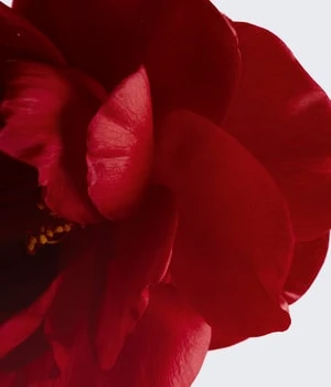 CHANEL N°1 De CHANEL L'EAU ROUGE Spray Pour Le Corps 2 CHANEL N°1 De CHANEL L'EAU ROUGE Spray Pour Le Corps – Image 2