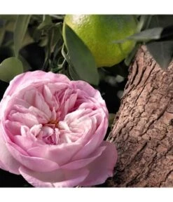 Chloé Signature Rose Naturelle Intense Eau De Parfum -Promotion Parfum Boutique chloe null eau de parfum 30 ml 3616302038626 visual3