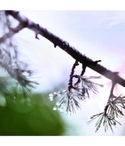 Maison Margiela Replica When The Rain Stops Eau De Toilette -Promotion Parfum Boutique maison margiela replica when the rain stops eau de toilette 100 ml 3614273612678 visual3